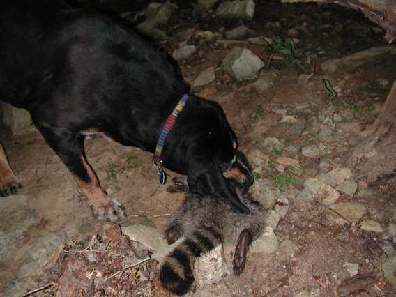 mr dog meets mr raccoon