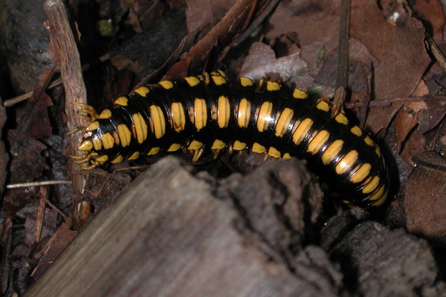 Eurydesmid millipede