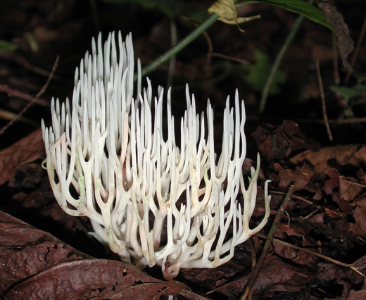 cool fungus