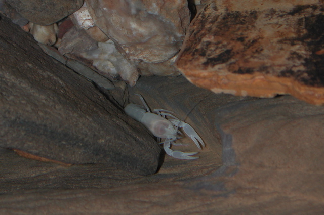 Orconectes australis