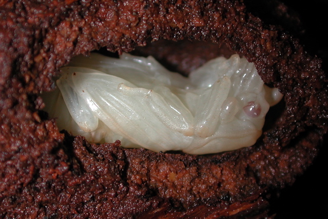 passalid pupa