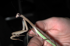 nice mantid