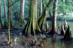 florida caverns sp