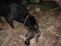 mr dog meets mr raccoon