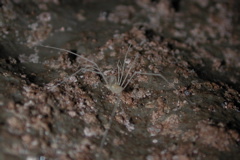 Tolus appalachius