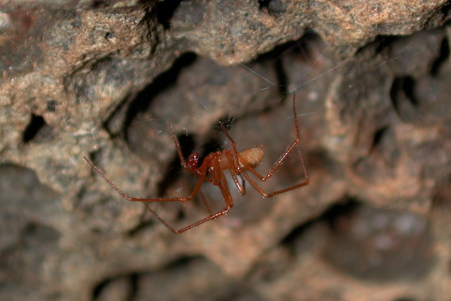 male Nesticus