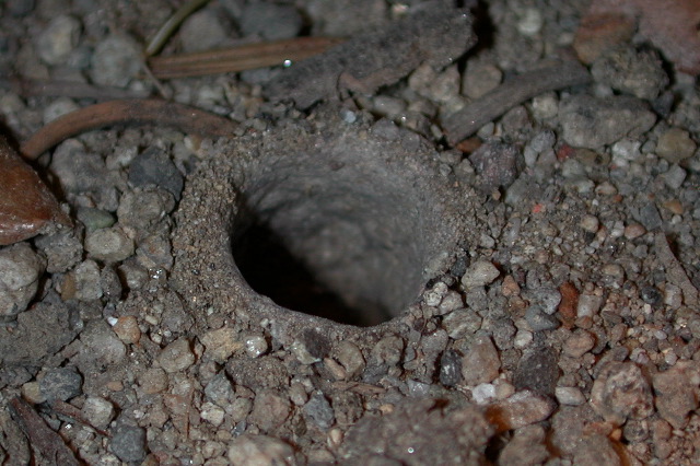 At. gertschi burrow entrance