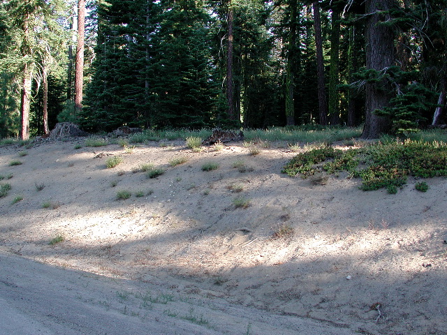 Yuba Pass - At. gertschi type