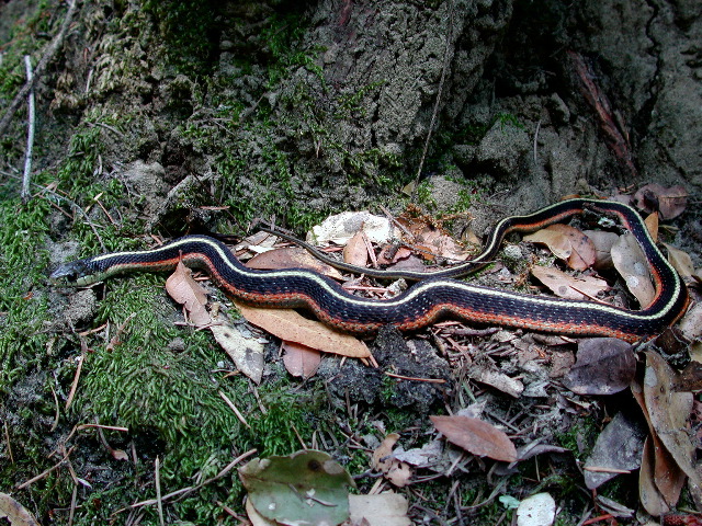 garter snake