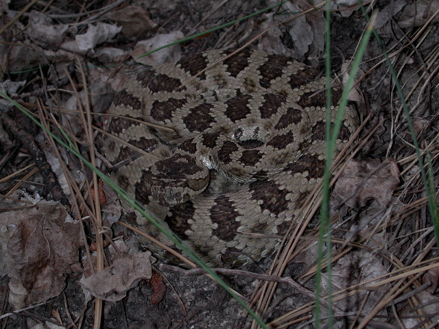 rattler