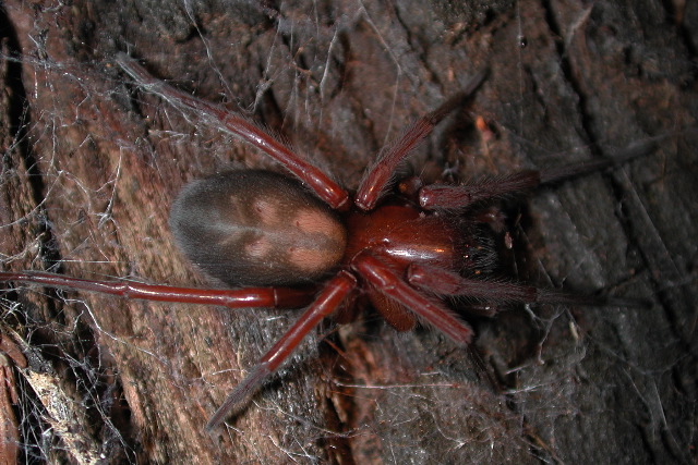 Callobius on redwood