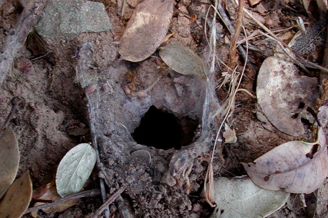 Calisoga burrow entrance