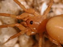 female caponiid