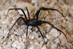 male Plectrurid