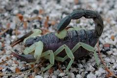 scorpion