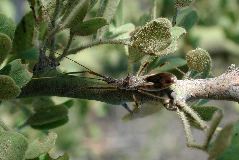 reduviid