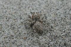H. ustulatus on dunes