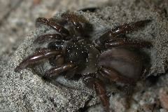 dune Aptostichus