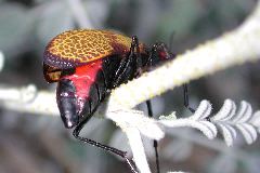 meloid beetle