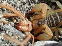 scorpion eating solpugid!!