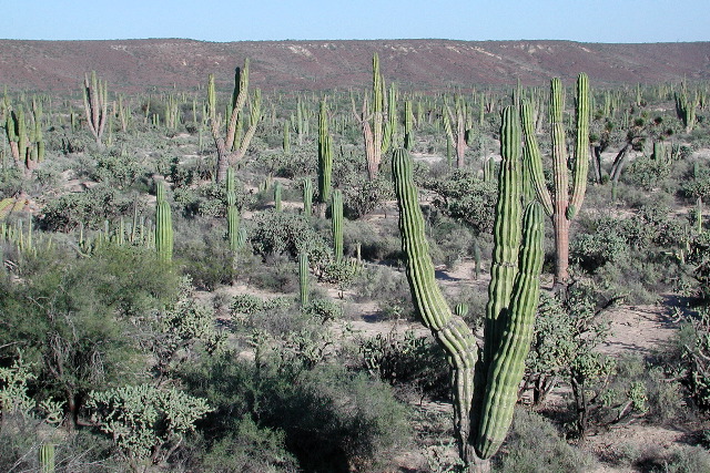 south of San Ignacio