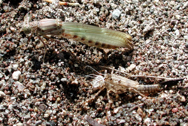 just-emerged damselfly