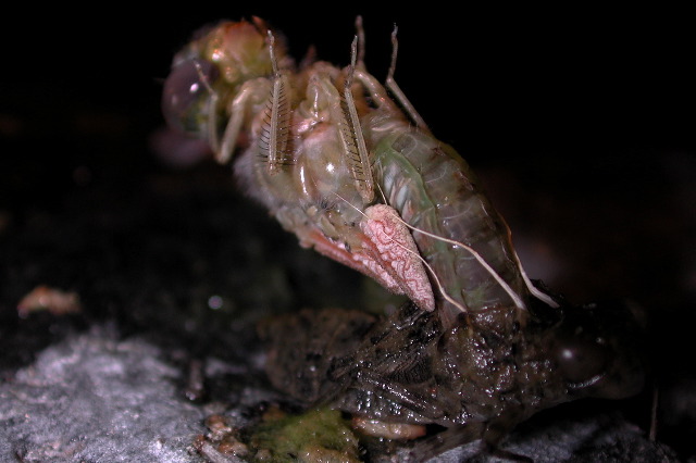 emerging dragonfly