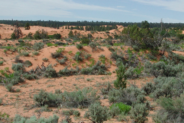 Coral Pink, UT