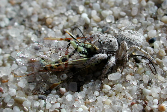 Habronattus amicus