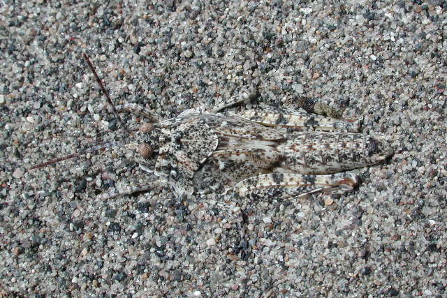 cryptic hopper