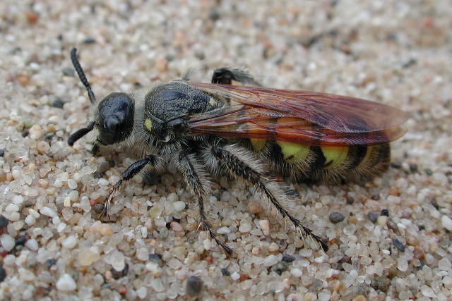 sand wasp