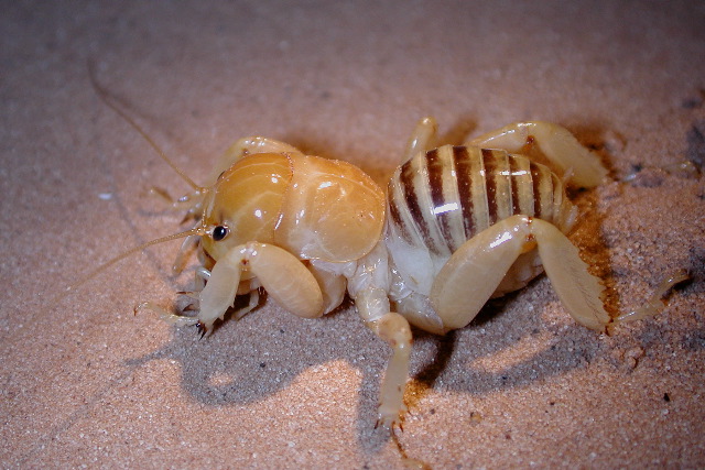 stenoplematid