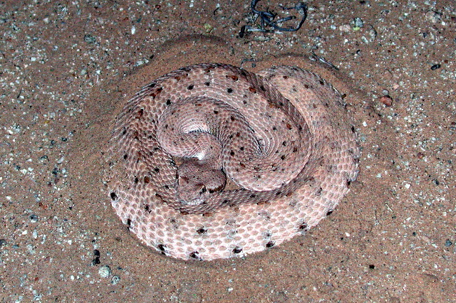 Sidewinder