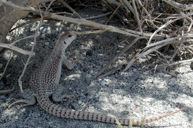 desert iguana