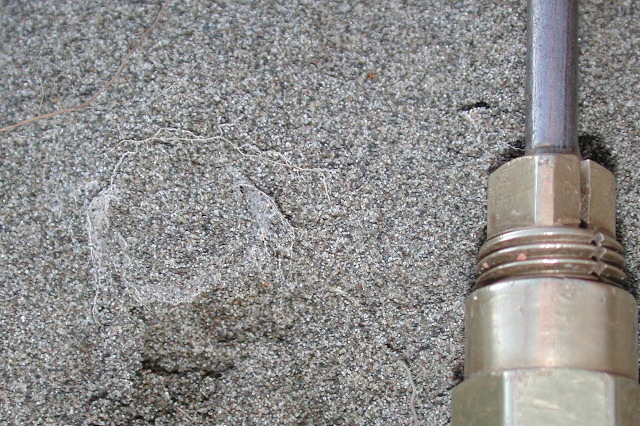 trapdoor spider burrow (closed)