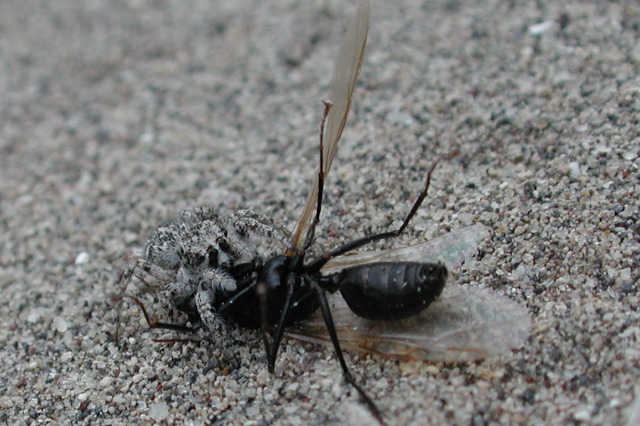 another Habronattus amicus