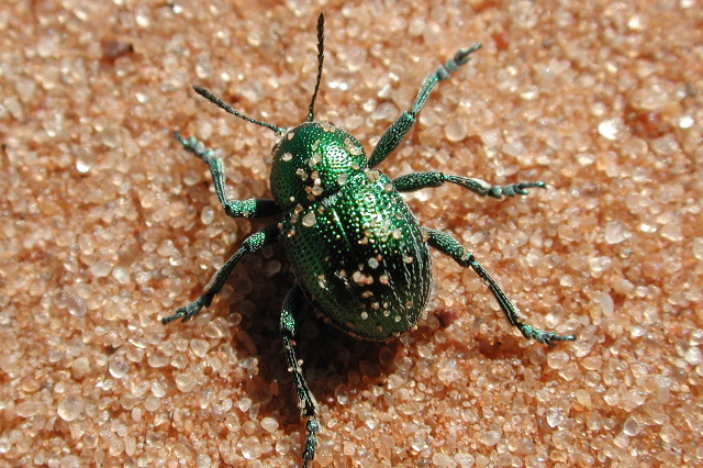 spider beetle