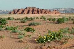 San Rafael Dunes, UT