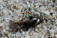 Habronattus amicus