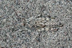 cryptic hopper