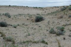 Washtuchna Sand Hills, WA