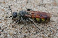 sand wasp