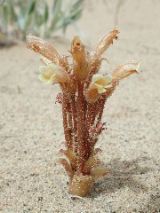 Parasitic plant