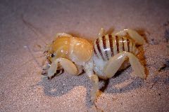 stenoplematid