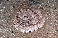 Sidewinder