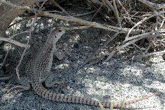 desert iguana