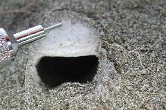 trapdoor spider burrow (open)