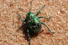 spider beetle