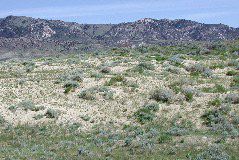 sand hills, near Seminoe SP, WY
