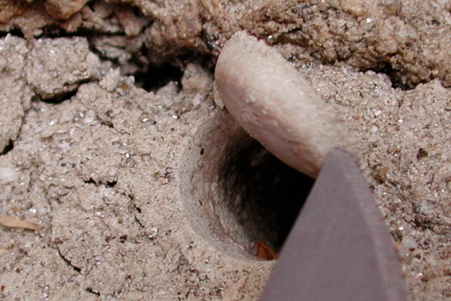 trapdoor spider